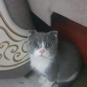Вислоухий мальчик