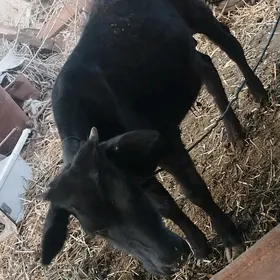 öküz