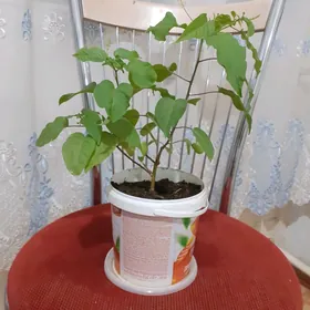 Комнатные цветы