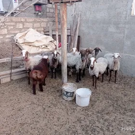 kici mal, goyun