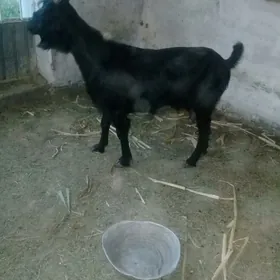 GECI