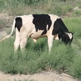 Galisdeyin Gbrit Öküz