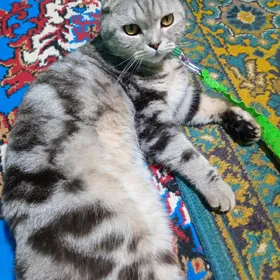 шотланский кот
