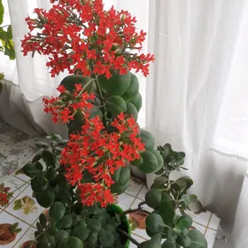 Каланхоэ