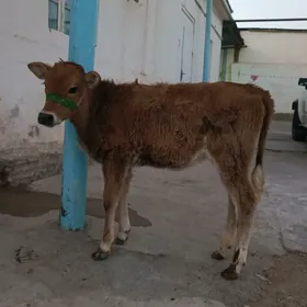 Göle