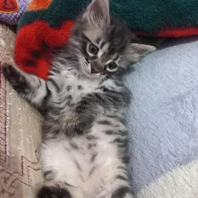 котёнок