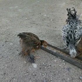 Brama, troyka juyje.