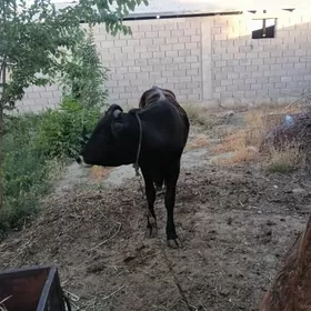 öküz
