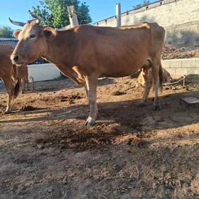 satlyk göleli sygyr