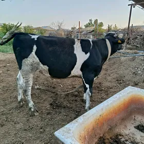 Öküz