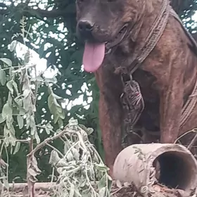 pitbul