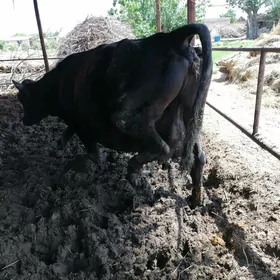 агыр богаз