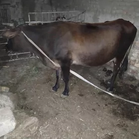 goleli sygyr