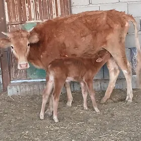 goleli sygyr