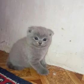 Котёнок