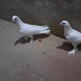 kepderi.