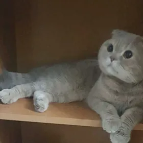 Французско-шотландский кот