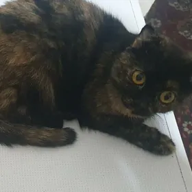 Вислоухие котята
