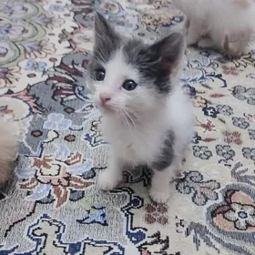 pişik