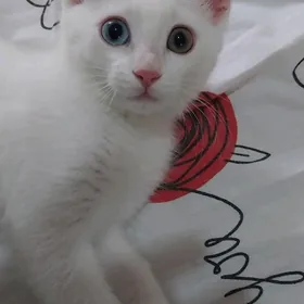 котёнок