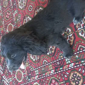 Arassa  rus  spaniel