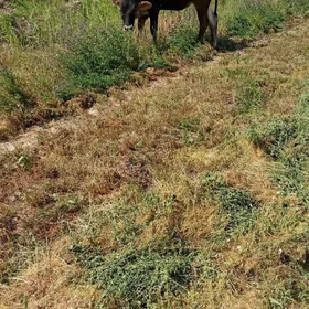 göle