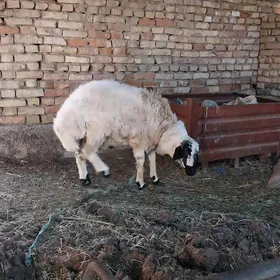 Goç