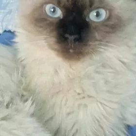 Годовалая кошечка