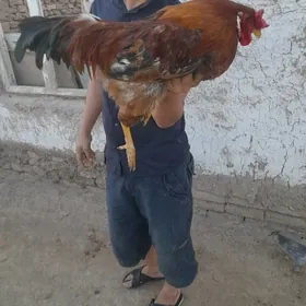 Horaz