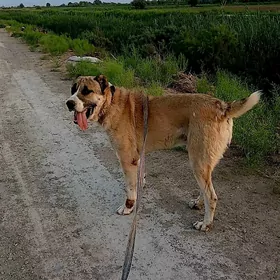 Alabaÿ