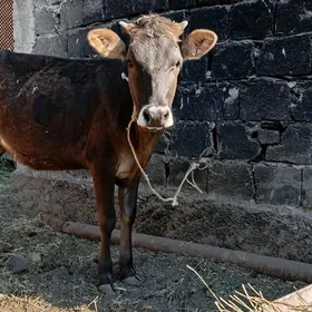 tüwe
