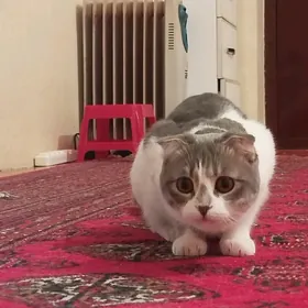 pişik кошка şotland