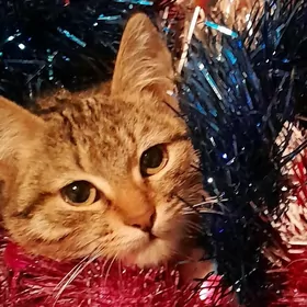 pişik yitdi