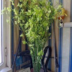 педилантус(березка)