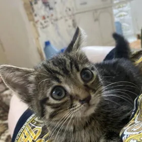 котенок