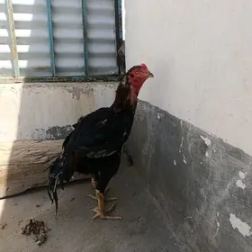 horaz