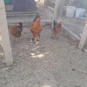 Towuklar.