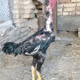 horaz