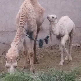 Köşekli düýe