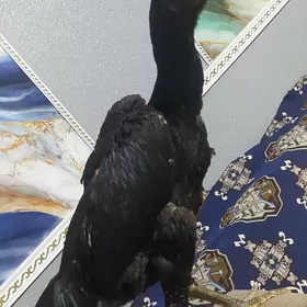 хораз