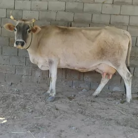 GÖLELİ SYGYR