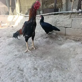 Taşgent