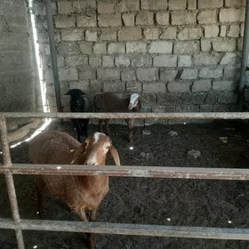 Goýun