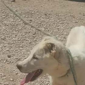 Ak guş