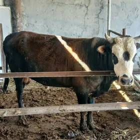 göküz