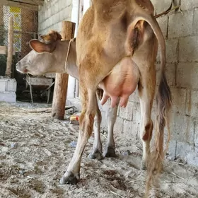 GÖLELİ SYGYR