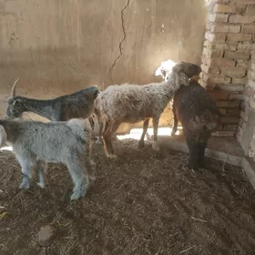 goyun we geci