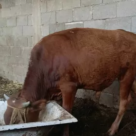 öküz