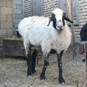 Öweş