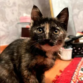 Отдам котёнка в добрые руки